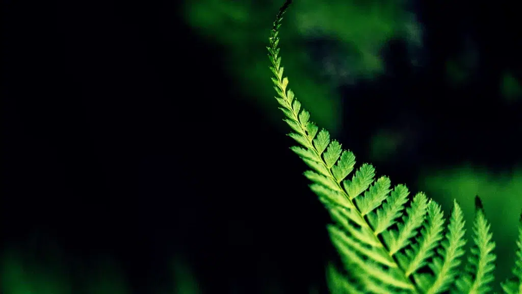 conseil aux entreprises